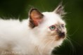 /album/carmetina%c2%b4s-clea/a20130711-mg-6068-jpg/