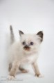 /album/dancing-boogie/img-0442-jpg/
