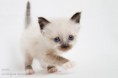 /album/dancing-boogie/img-0470-3-jpg/